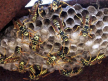Wasps