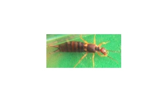 Earwigs